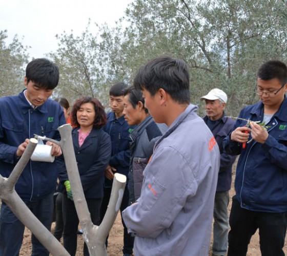 公司從產(chǎn)業(yè)鏈起始端著手，引進(jìn)良種優(yōu)苗，繁育基地苗圃，優(yōu)化樹(shù)種，以?xún)?yōu)質(zhì)的橄欖樹(shù)苗為生產(chǎn)特級(jí)初榨橄欖油提供基礎(chǔ)保障。在以自建萬(wàn)畝國(guó)家標(biāo)準(zhǔn)化油橄欖..