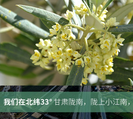 武都的氣候、土壤等與地中海沿岸極其相似，同處于世界頂級(jí)油橄欖黃金生產(chǎn)帶（32°58--33°36）年平均氣溫為14.7°，年日照時(shí)數(shù)1911..